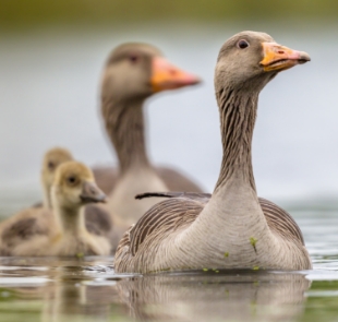 Entenfamilie, mit zwei jungen Küken